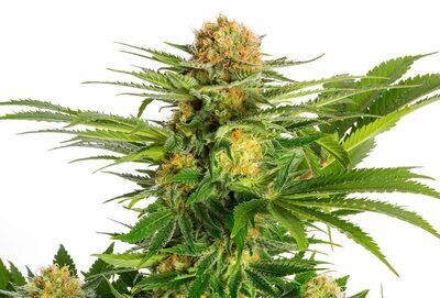 White Domina